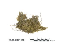 藏品(短枝鱗葉苔)的圖片